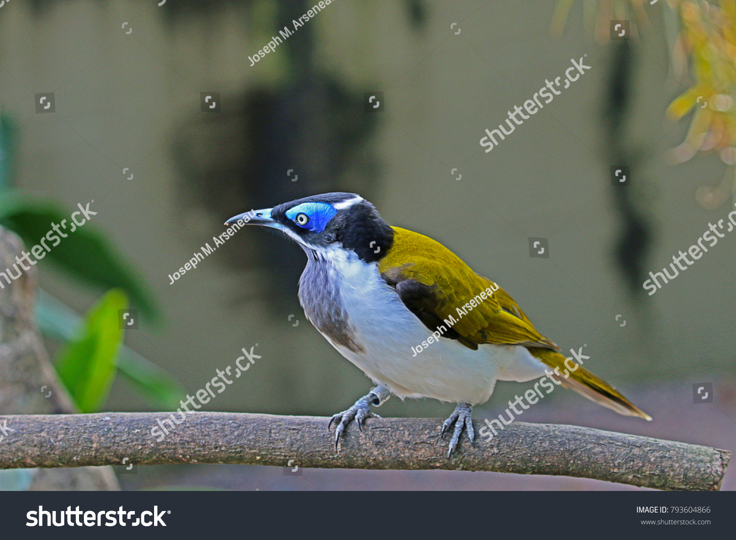 150 Blue faced honey eater Images, Stock Photos & Vectors | Shutterstock