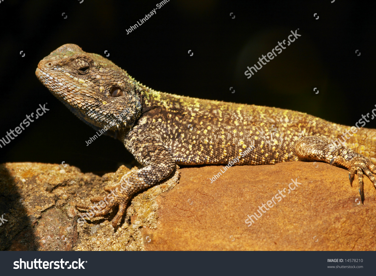 Blue Headed Agama Lizard Bloukop Koggelmander Stock Photo Edit Now