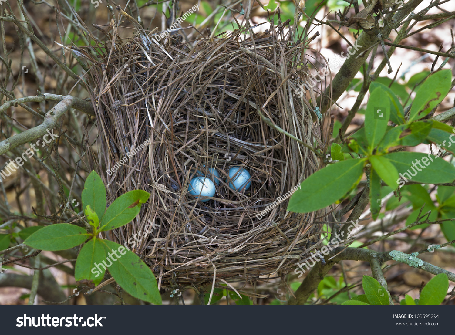 Blue Jays Nest Blue Eggs Stock Photo Edit Now