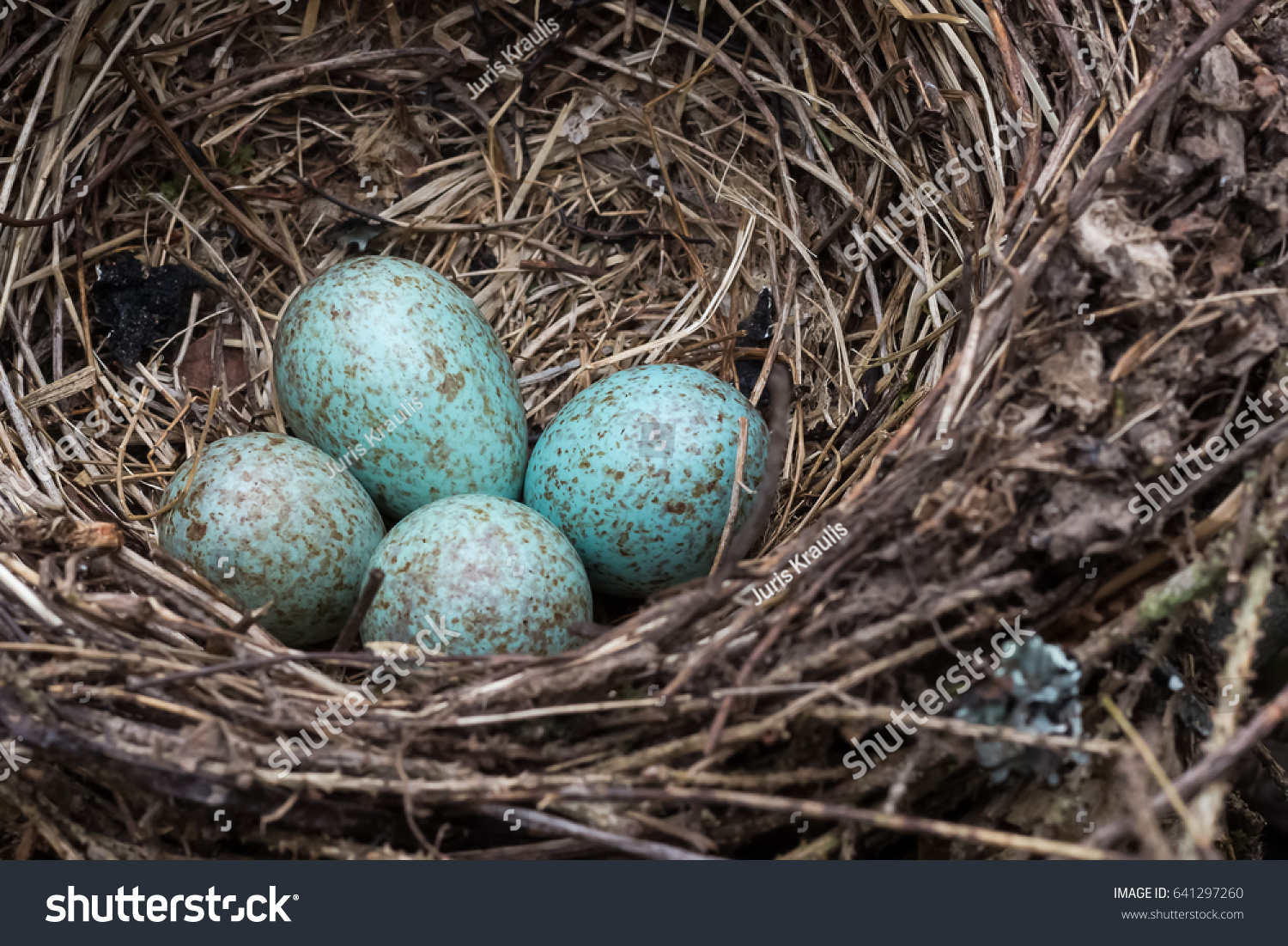 Blue Jays Nest Blue Eggs Stock Photo Edit Now 641297260