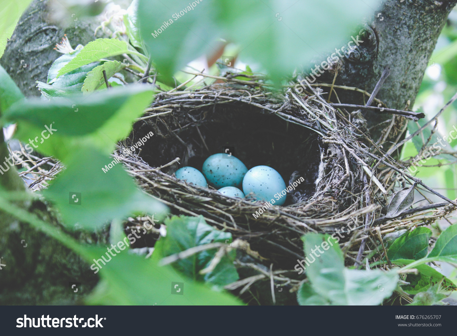 Blue Jays Nest Blue Eggs Stock Photo Edit Now