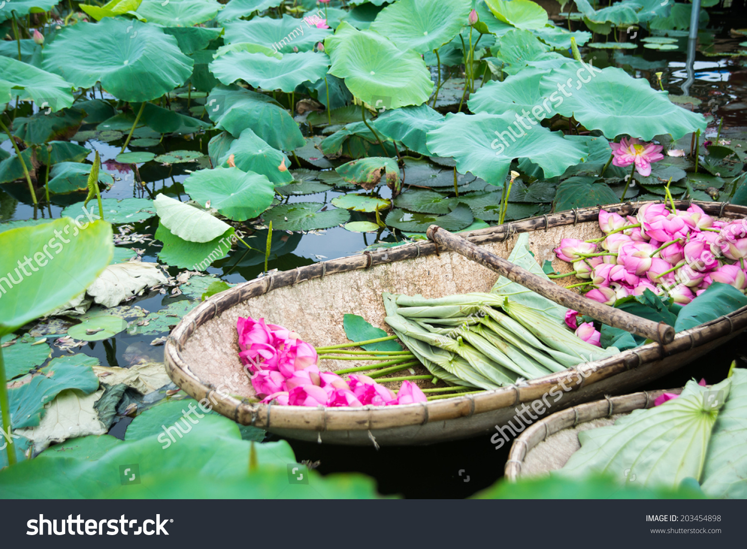 boat lotus flower west lake hanoi stock photo (edit now) 203454898