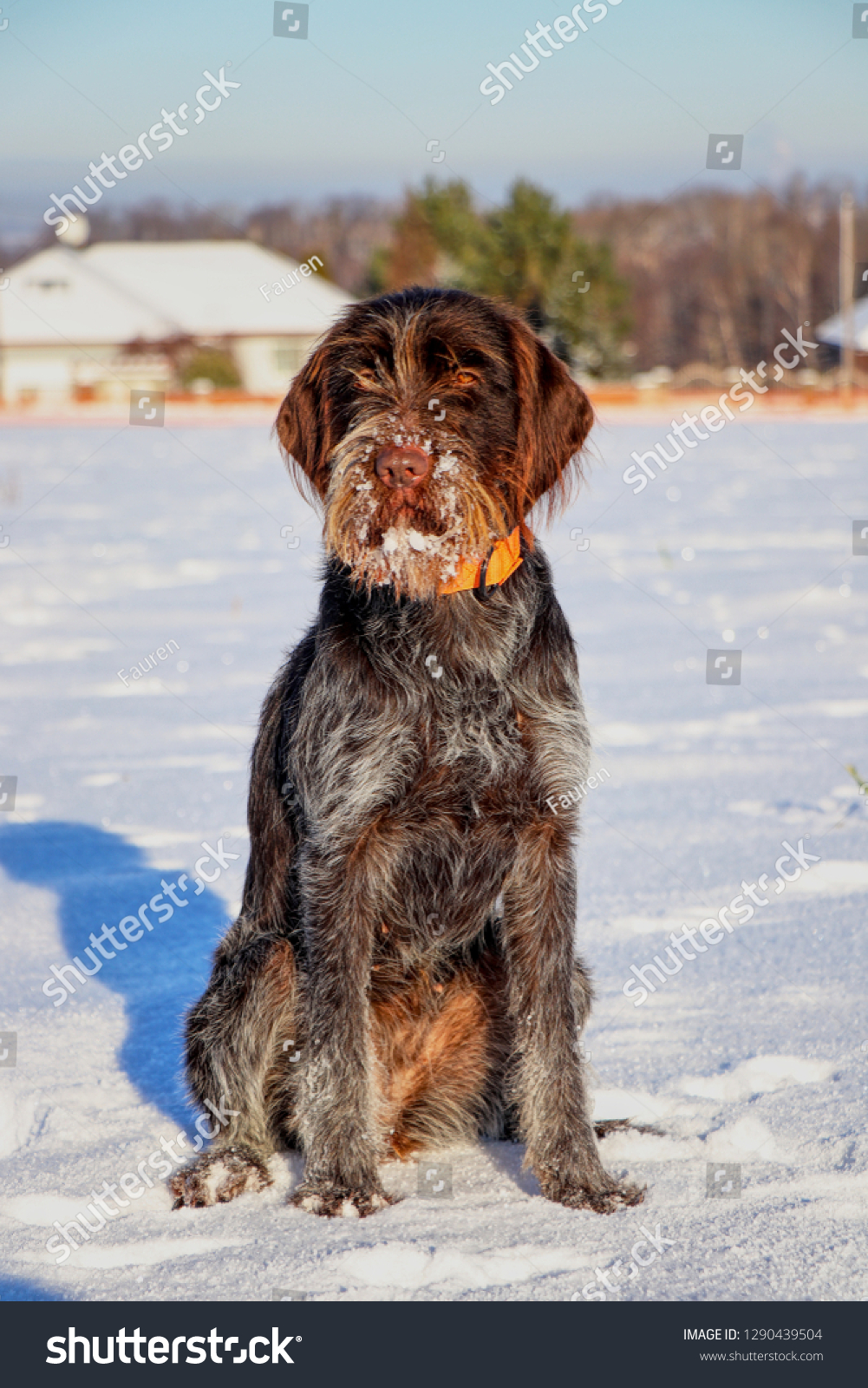 long haired griffon dog