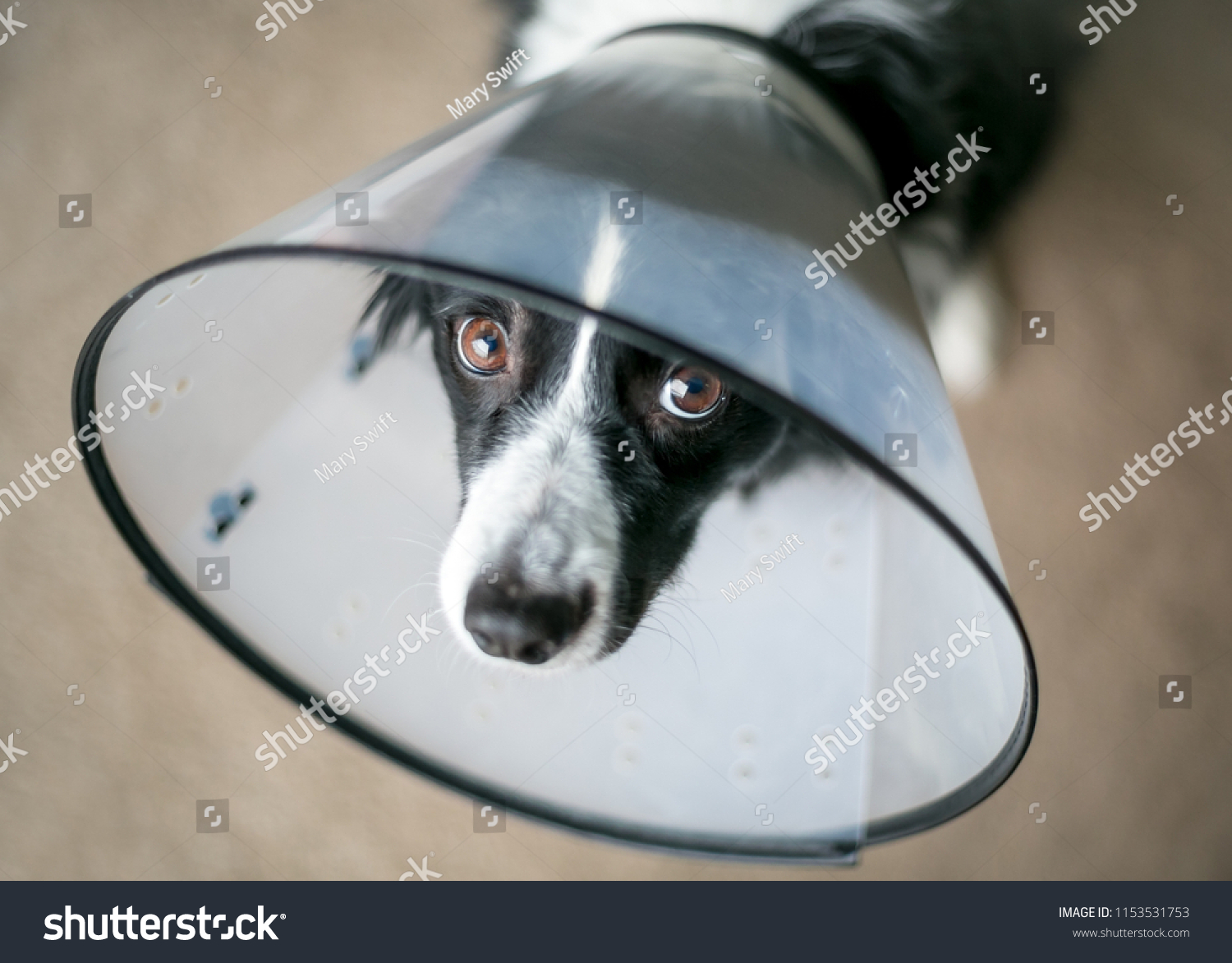 border collie protective