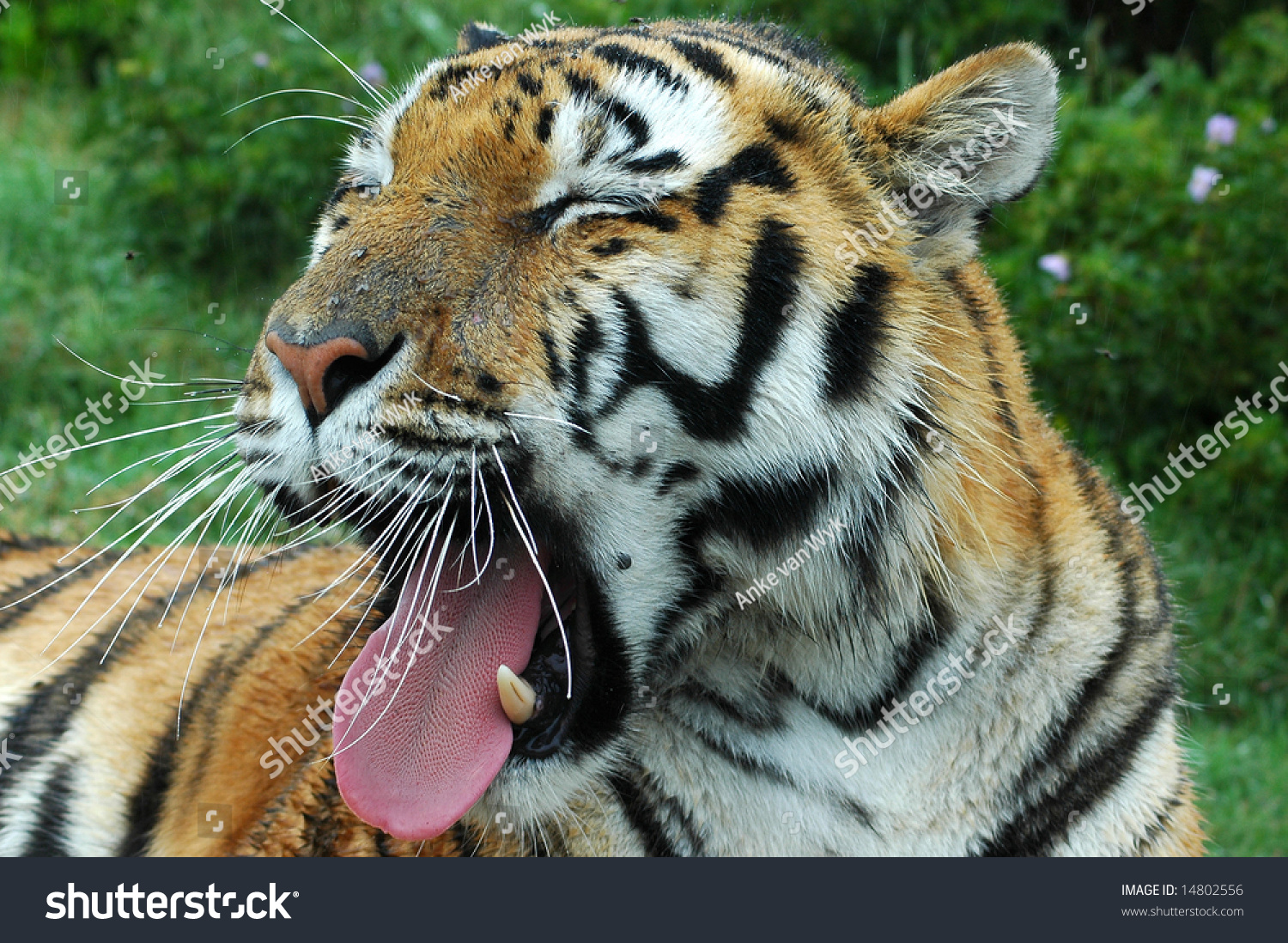 A Bored Tired Tiger Yawning In A Game Park Stock Photo 14802556 ...