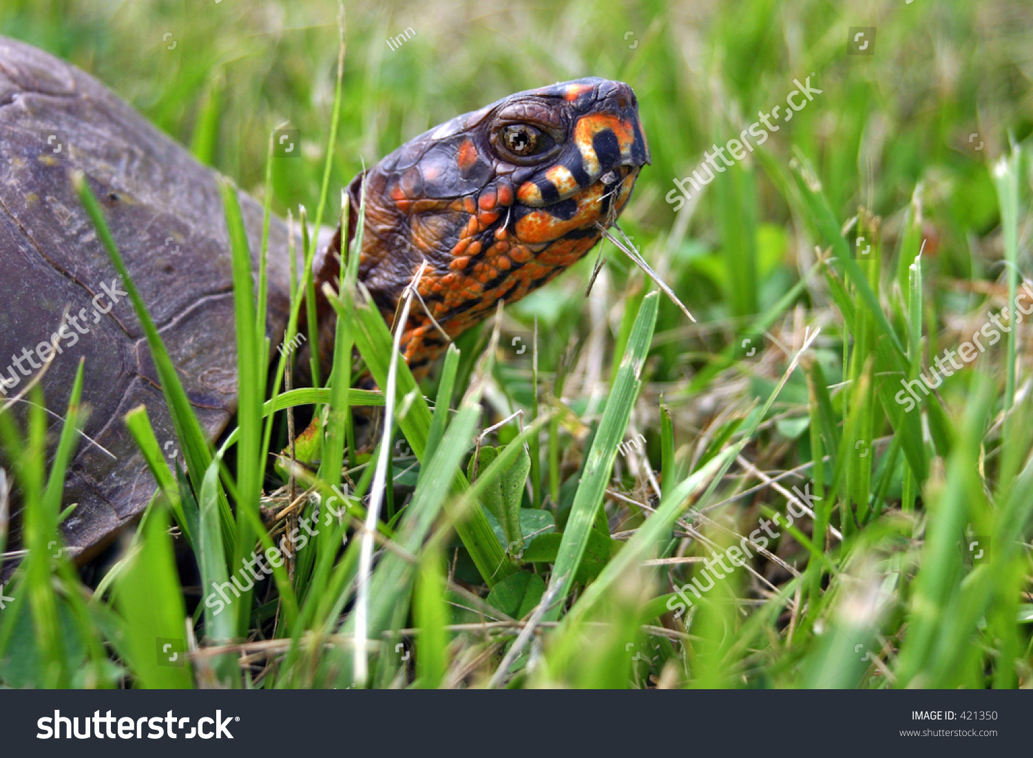 A Box Turtle Turns A Wary Eye Stock Photo 421350 : Shutterstock