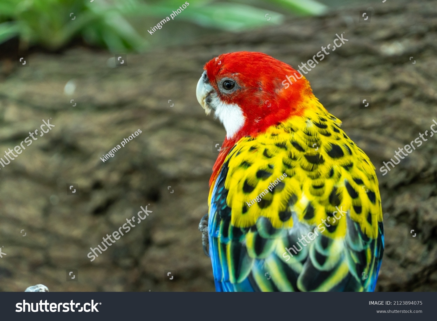 Bright Red Yellow Eastern Rosella Platycercus Stock Photo 2123894075 ...