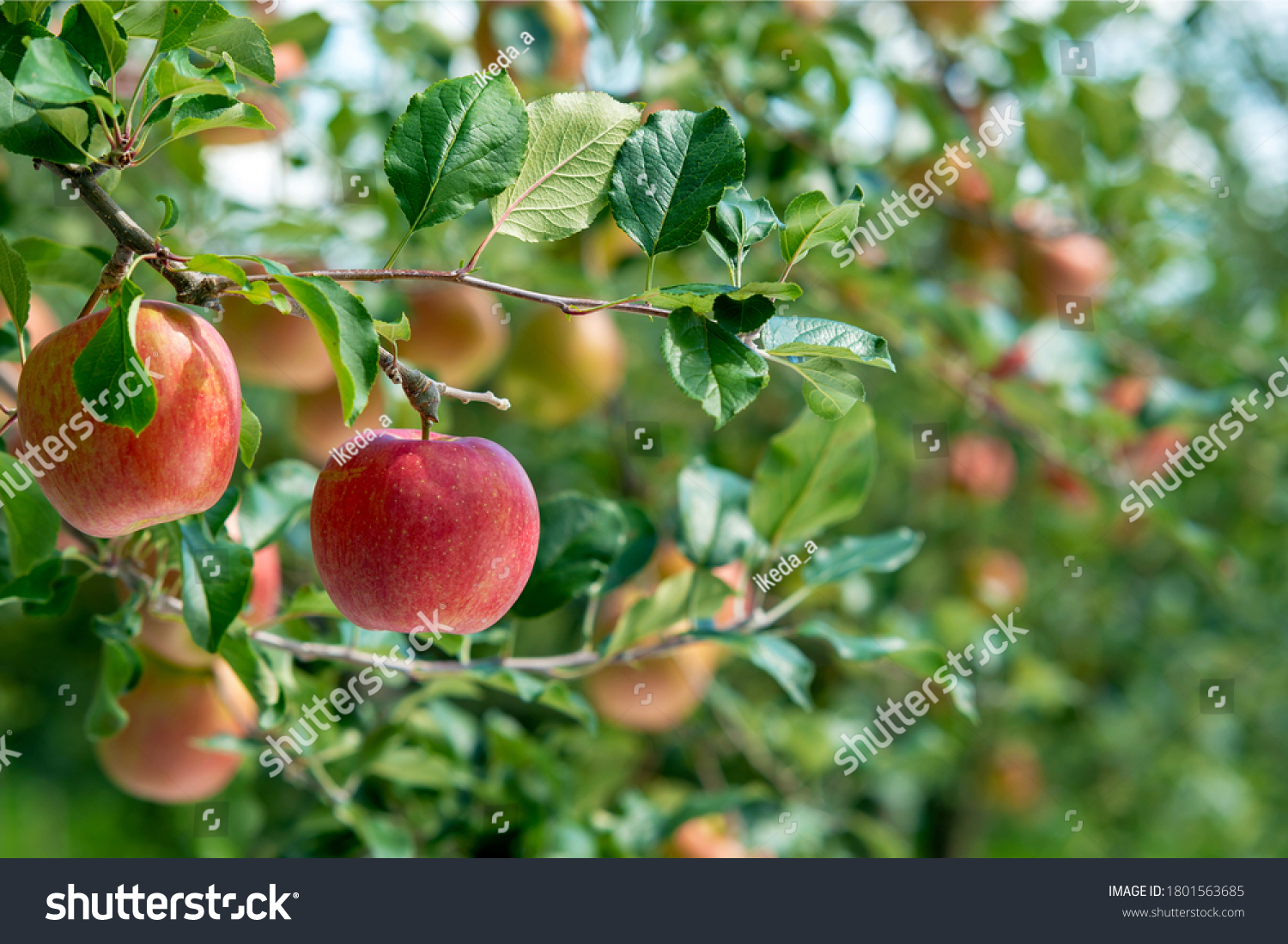 602,680 Apple plants Images, Stock Photos & Vectors | Shutterstock