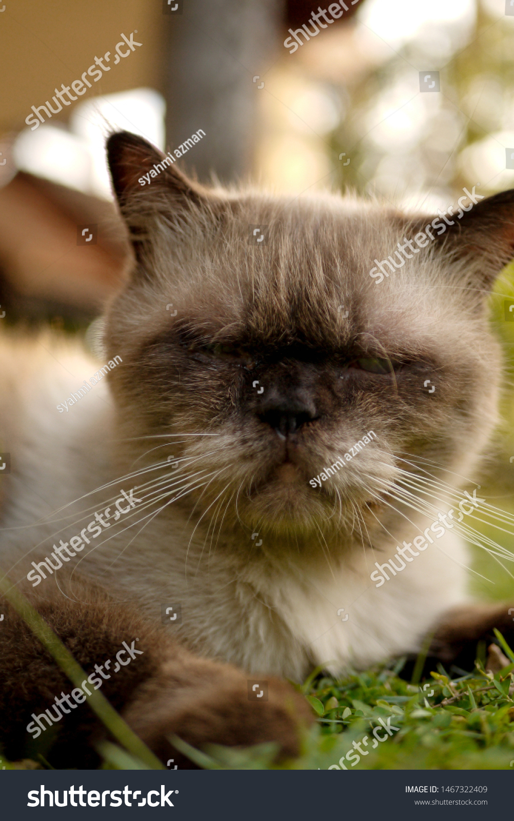 British Short Hair Mix Persian Cat Stock Photo Edit Now 1467322409