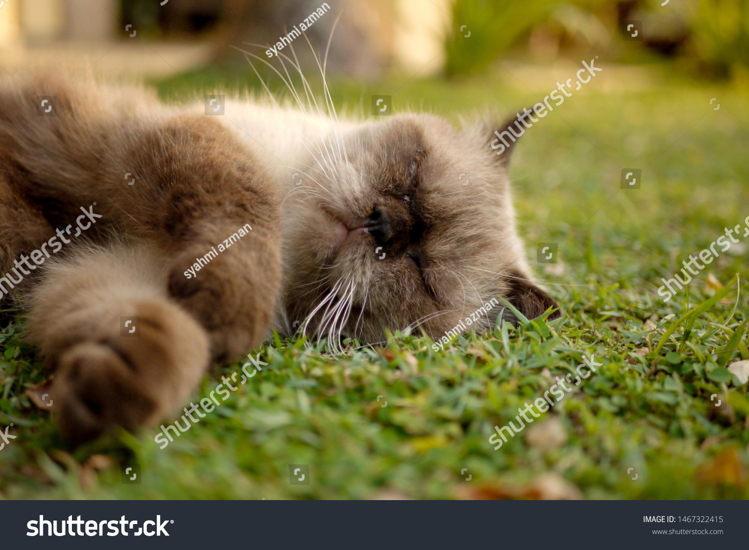 British Short Hair Mix Persian Cat Stock Photo Edit Now 1467322415