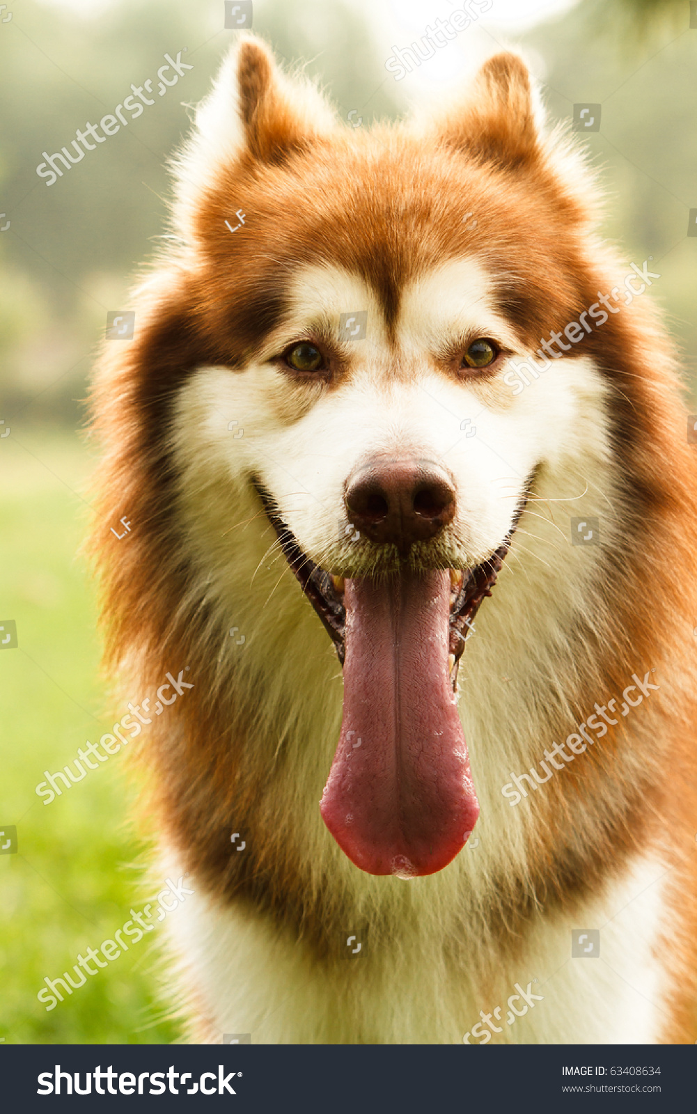 Brown Adult Alaskan Malamute Stock Photo 63408634 - Shutterstock