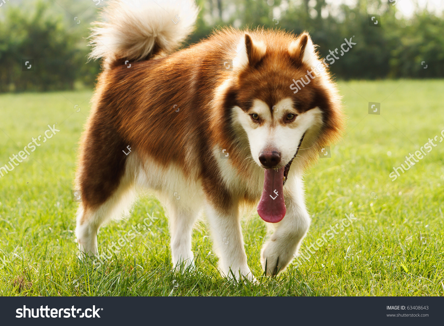 Brown Adult Alaskan Malamute Stock Photo 63408643 - Shutterstock