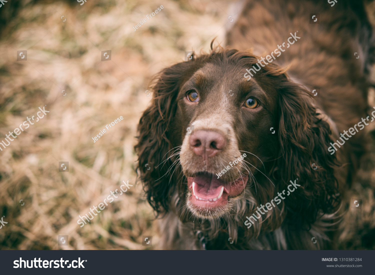 Brown Tan Cocker Spaniel Looking Camera Stock Photo Edit Now 1310381284