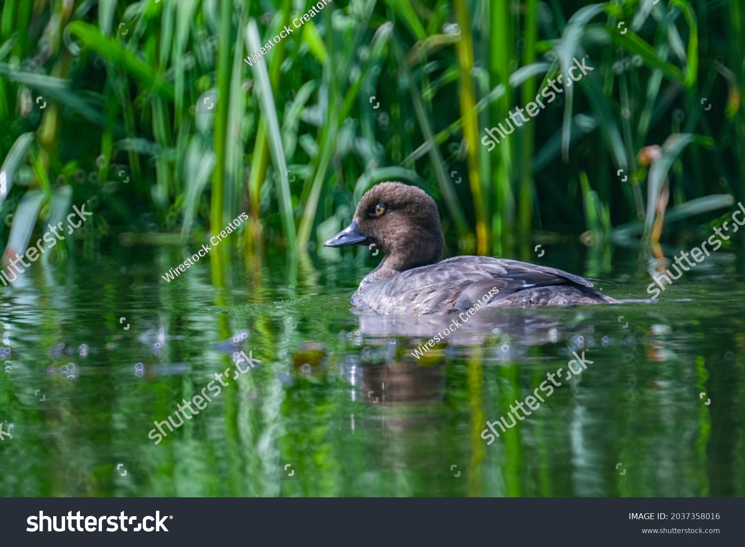 Duckswimming Images, Stock Photos & Vectors | Shutterstock