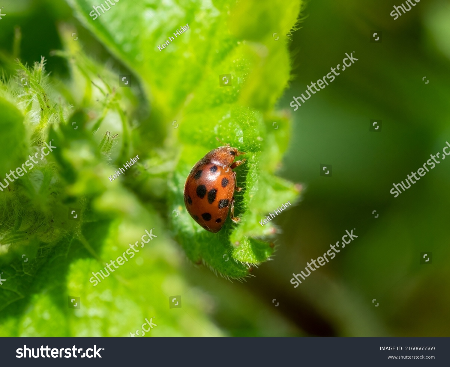 29 Bryony ladybird Images, Stock Photos & Vectors | Shutterstock