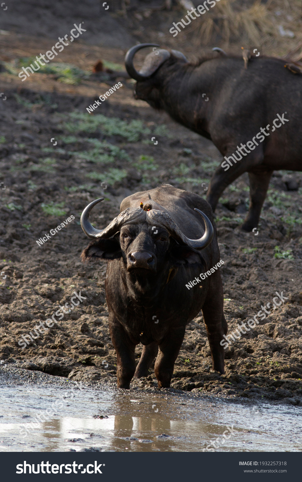 Kemi kindben Tilmeld Buffalo Bull Takes Drink Shrinking Waterhole Stock Photo (Edit Now)  1932257318