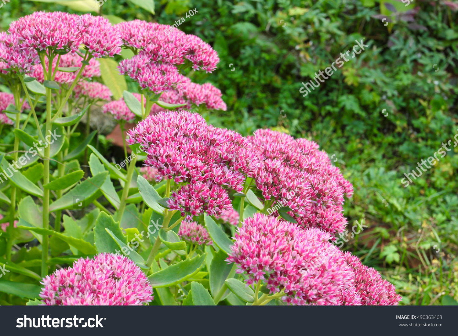 Bush Pink Orpine Flowers Known Stonecrop Nature Stock Image 490363468