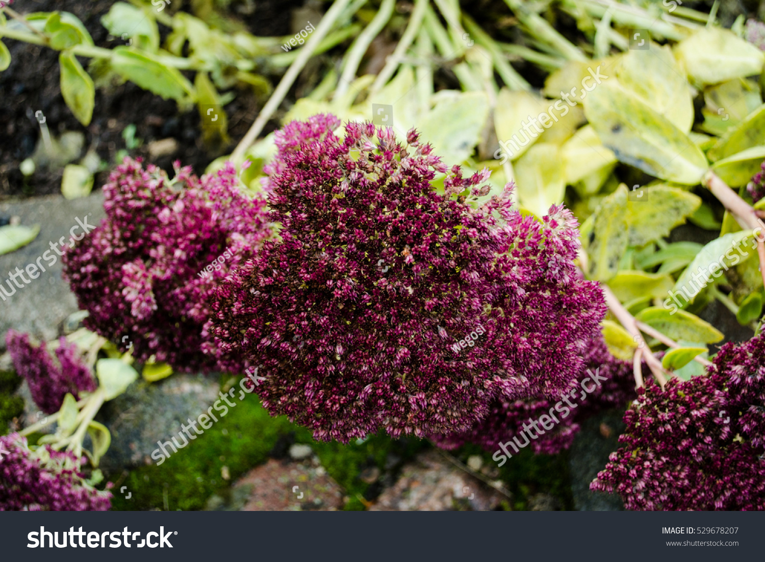 Bush Pink Orpine Flowers Known Stonecrop Stock Photo Edit Now 529678207