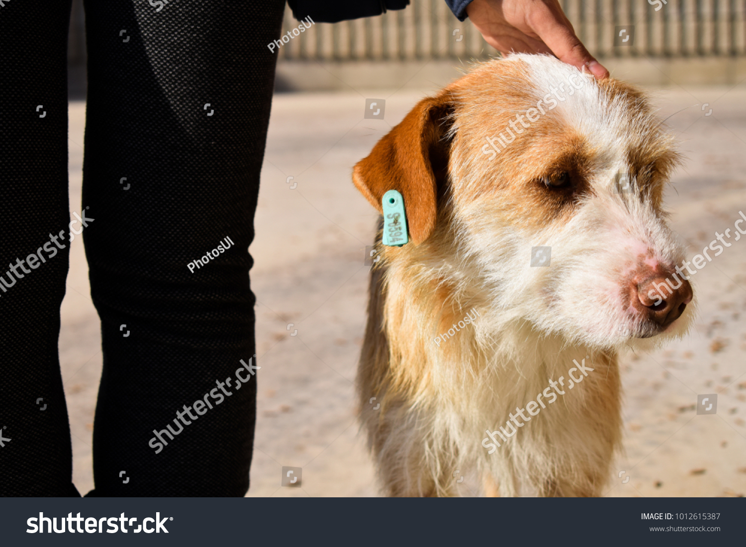 dog earring