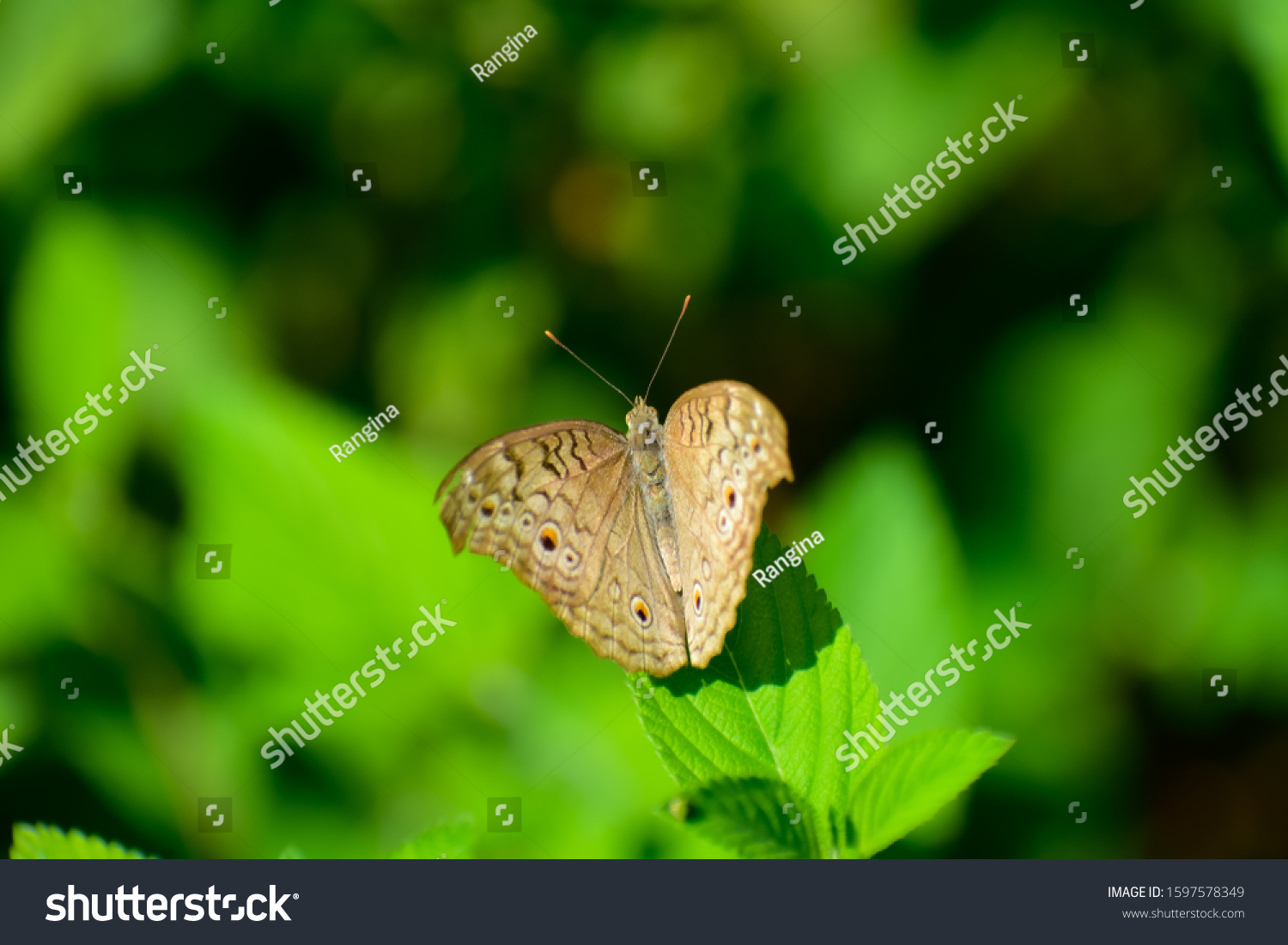 Candid Butterfly Sitting Branches Green Leaves Stock Photo 1597578349 