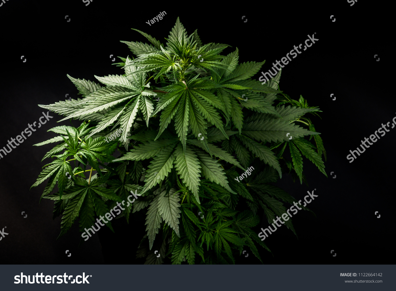Фото растения марихуана торрент тор браузер hidra