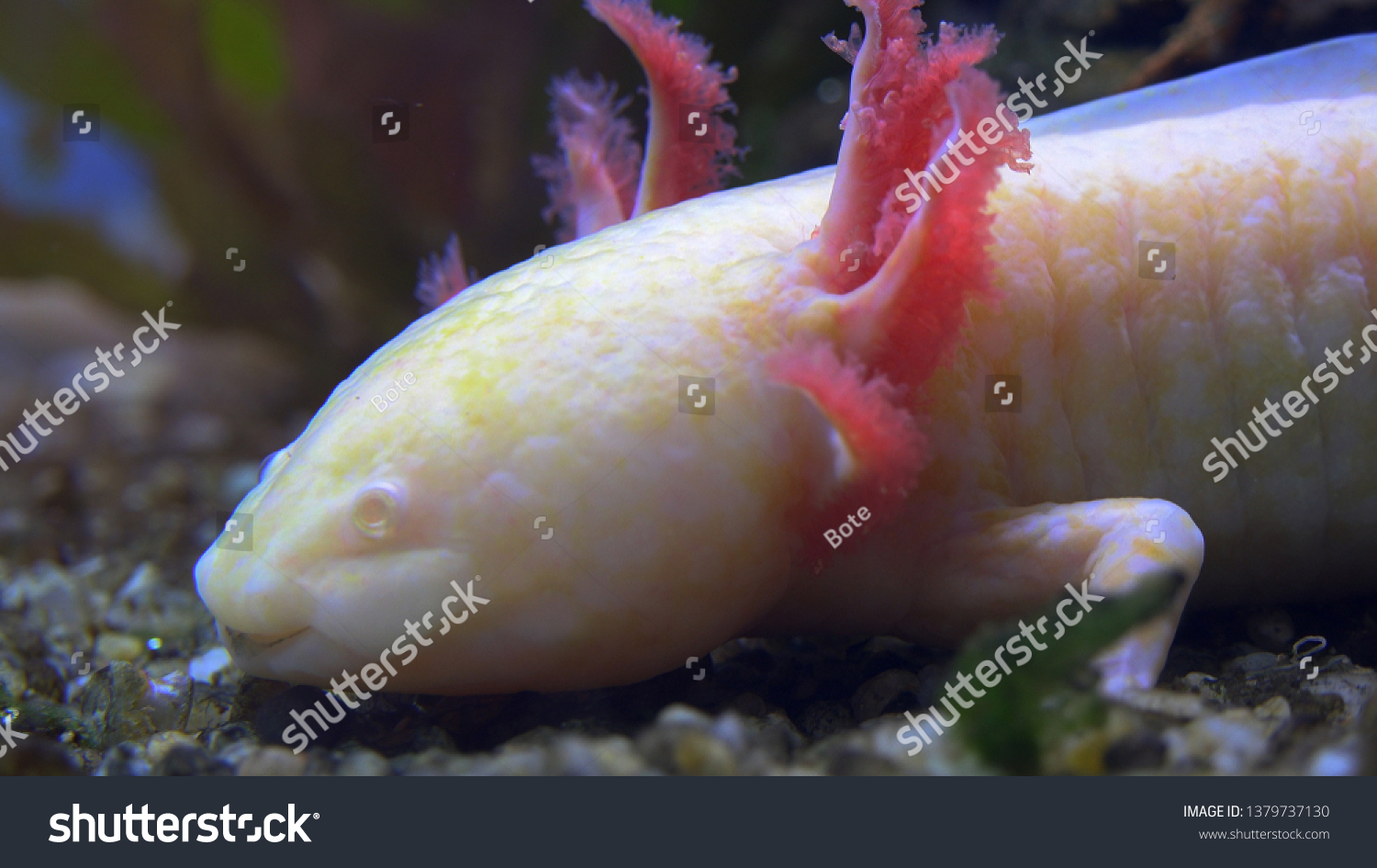 Captive White Baby Axolotl Mexican Walking Stock Photo Edit Now