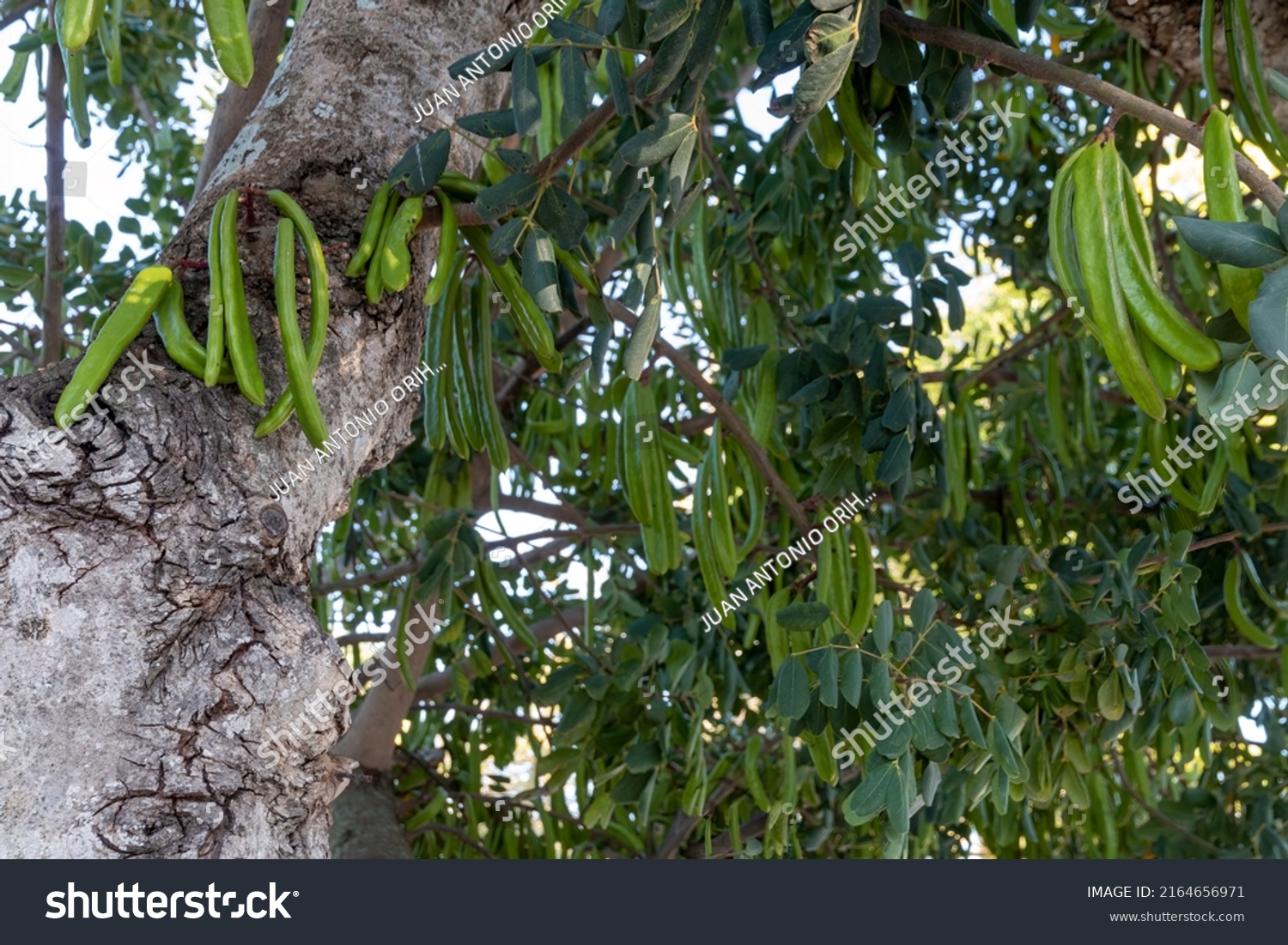 Carob Tree Full Carob Beans Stock Photo 2164656971 Shutterstock