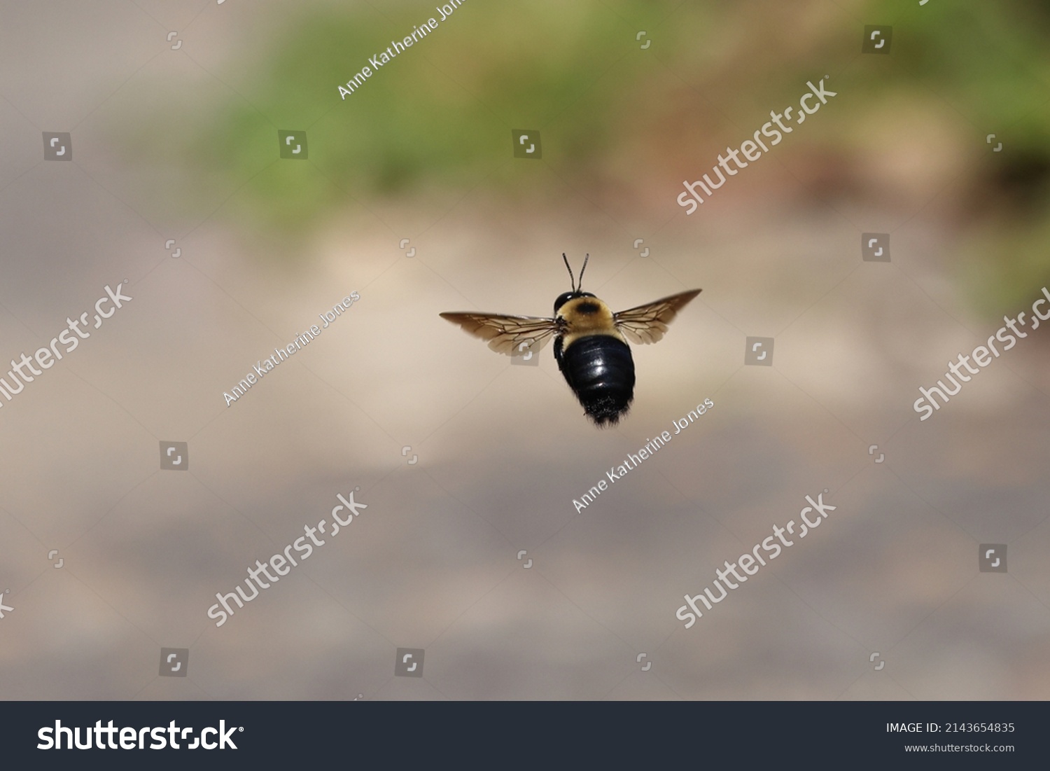 Carpenter Bee Buzzing Around Stock Photo 2143654835 | Shutterstock