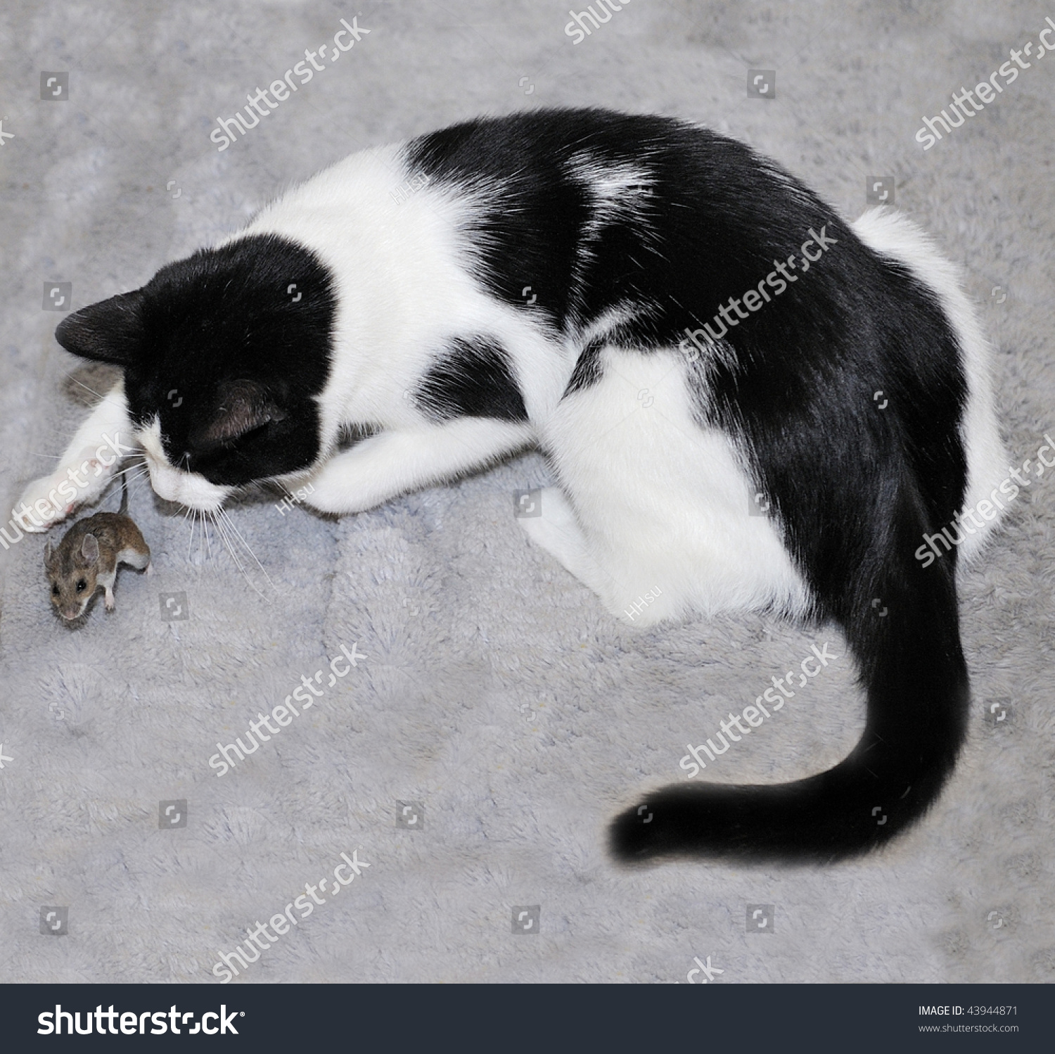 Cat Catching Mouse Stock Photo 43944871 - Shutterstock