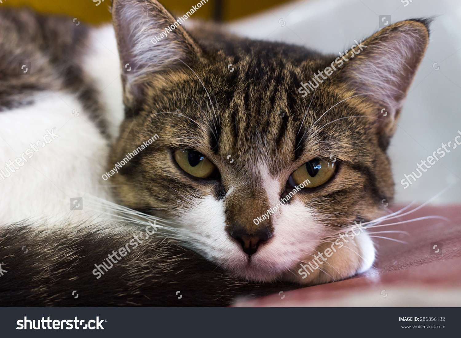 A Cat Looking To Straight Face. Stock Photo 286856132 : Shutterstock