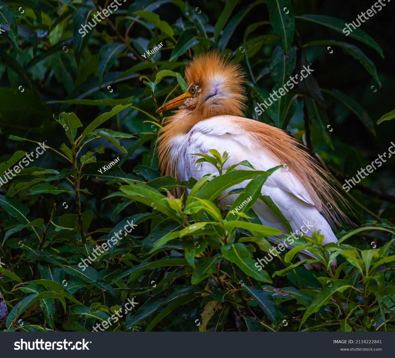 Cattle Heron Basking Sun Stock Photo 2134222841 | Shutterstock