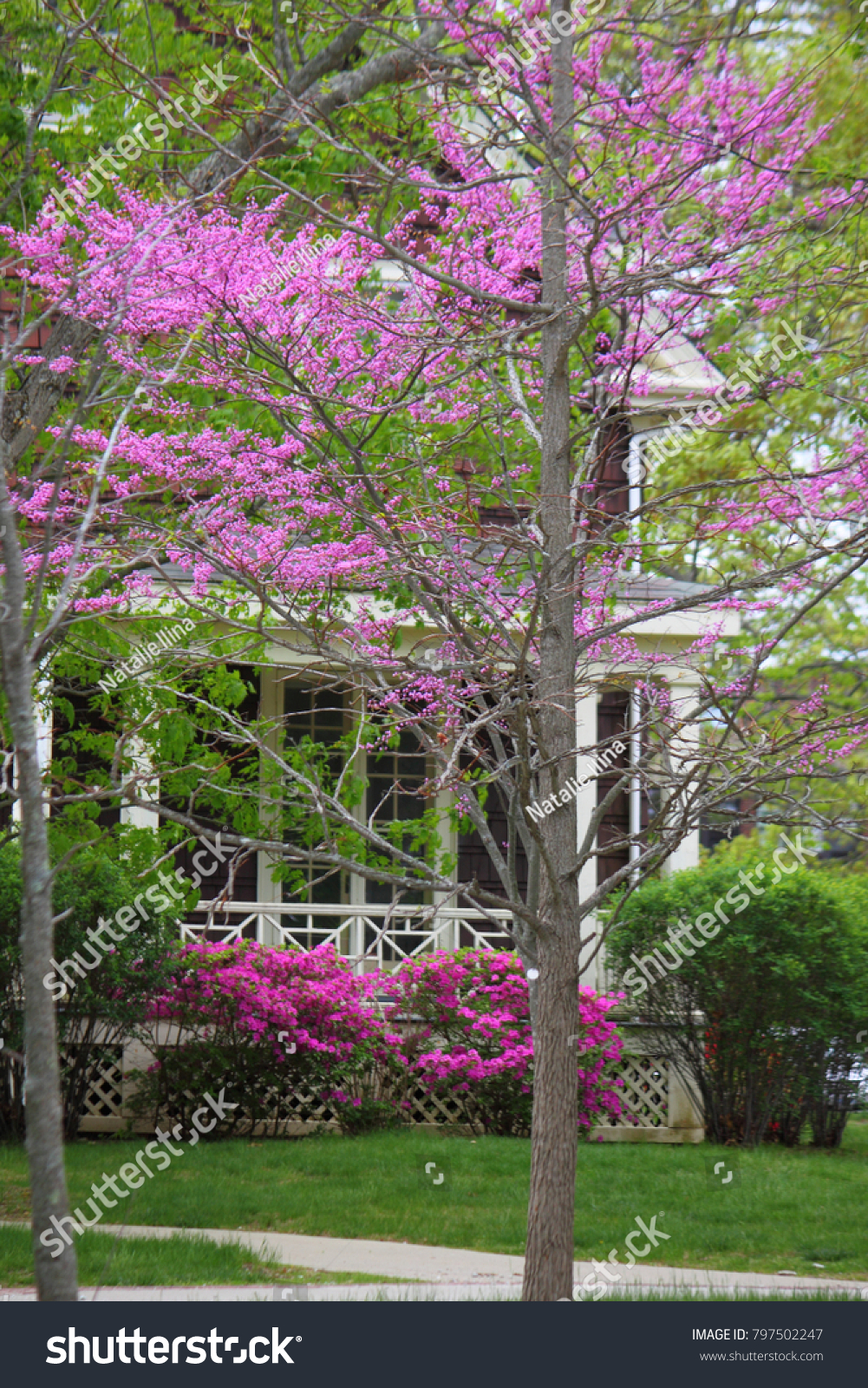 Cherry Blossom Tree Front Charming Traditional Stock Photo Edit Now