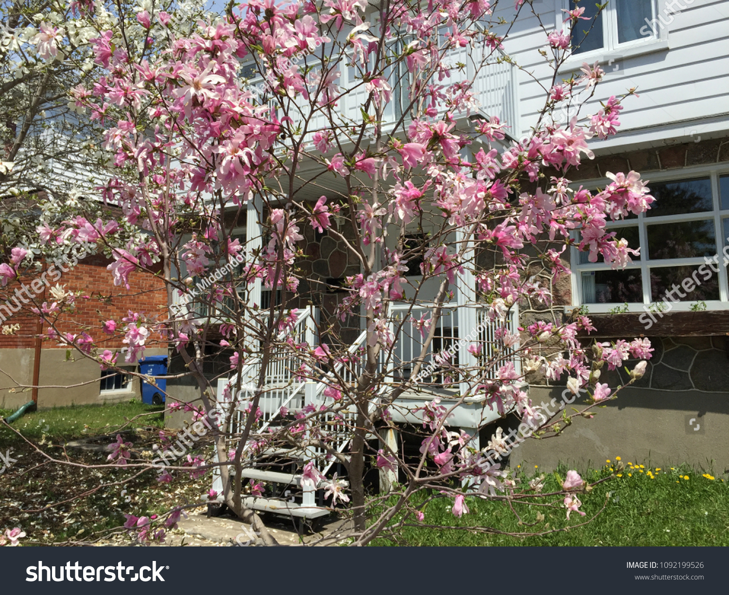 Cherry Tree Colorful Blossoms Front White Stock Photo Edit Now