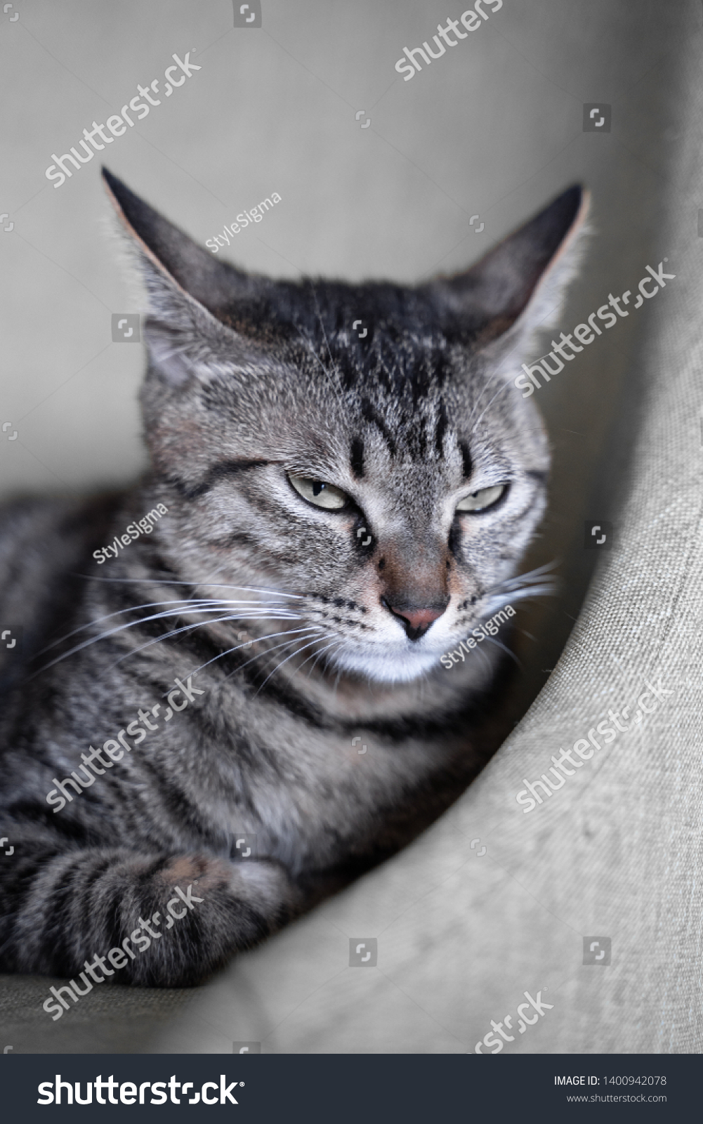Chinese Lihua Cat Dragon Lee Resting Stock Photo Edit Now 1400942078
