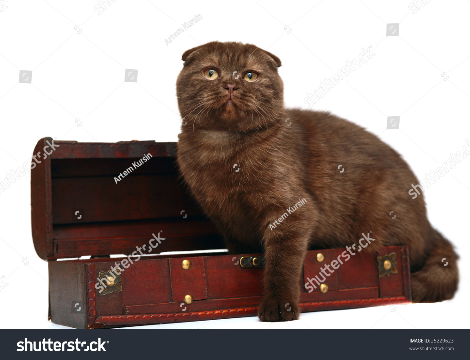 Chocolate Kitten Breed Scottish Fold Trunk Stock Photo Edit Now