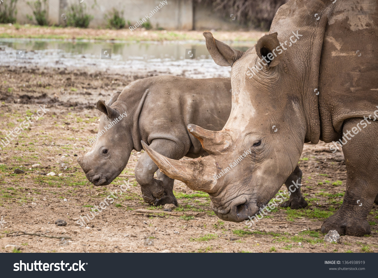 Close Female Rhinoceros Her Calf Showing Stock Photo 1364938919 ...