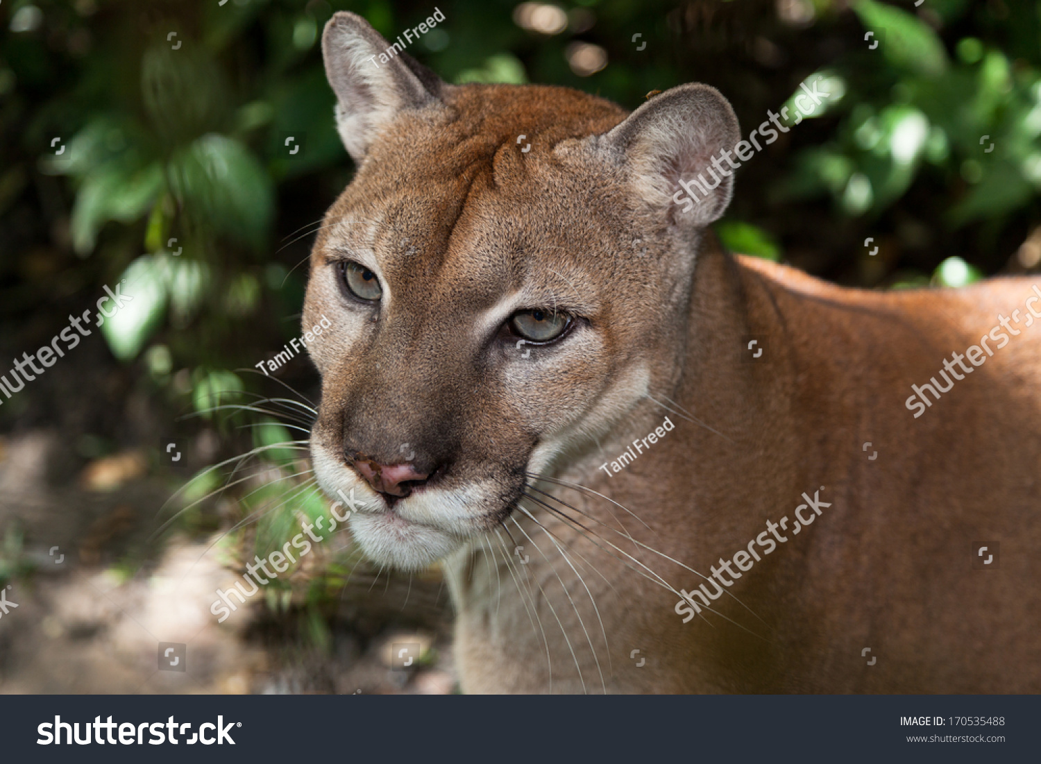 Close Large Mountain Lion Cougar Jungle Stock Photo 170535488 ...