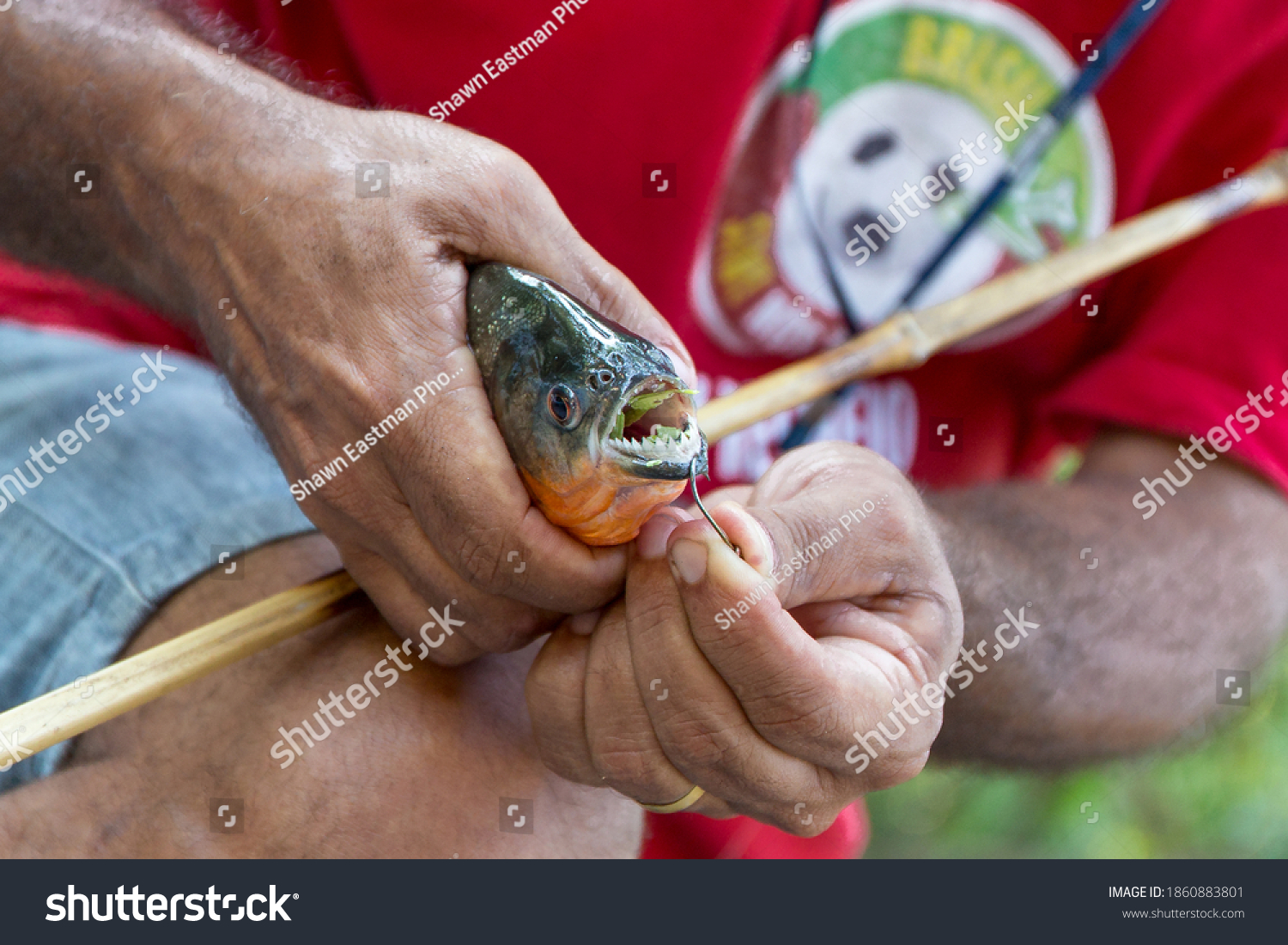 Close Redbellied Piranha Caribe Piraya Amazon Stock Photo Edit Now