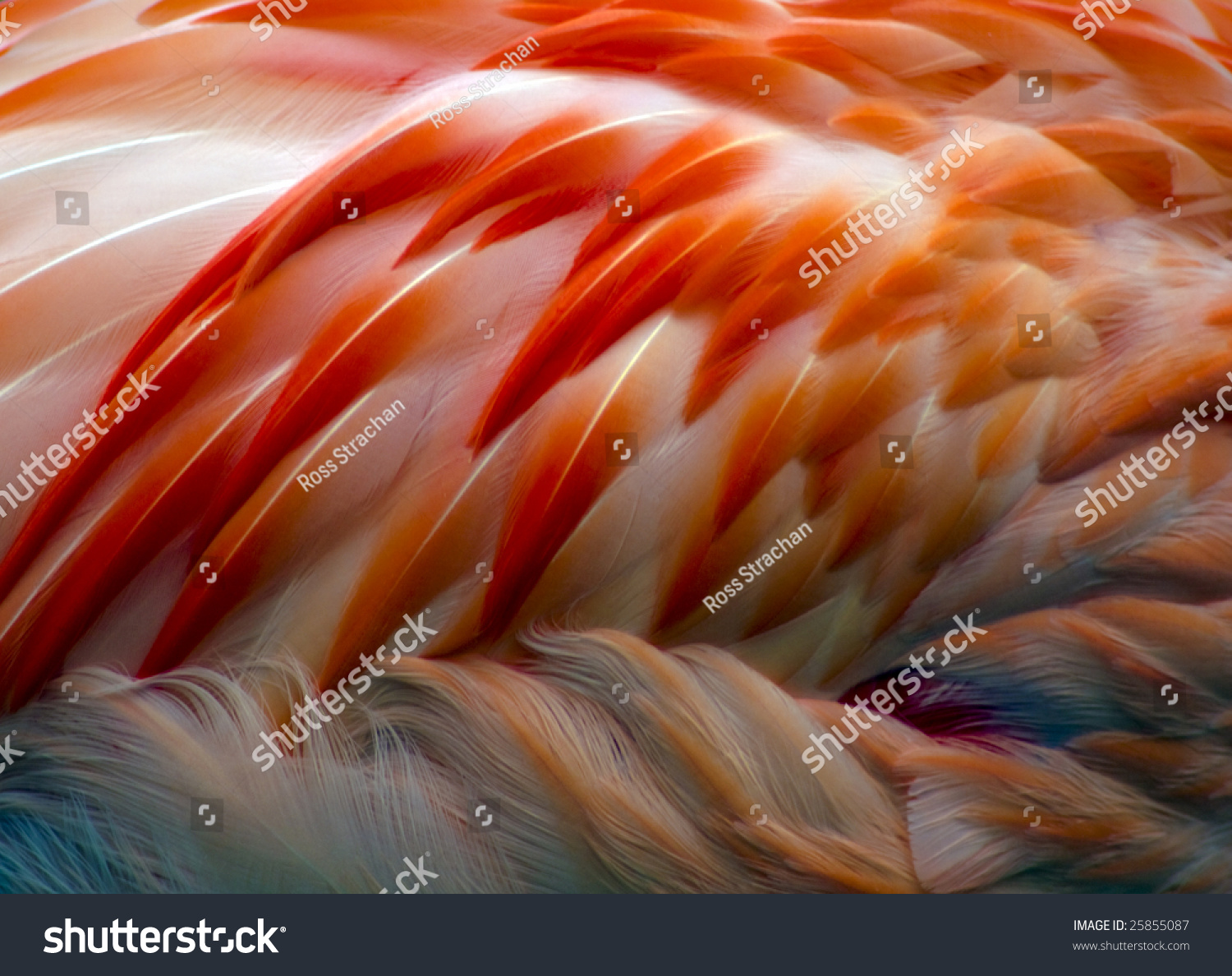 Closeup Beautiful Pink Feathers Flamingo Stock Photo 25855087 ...