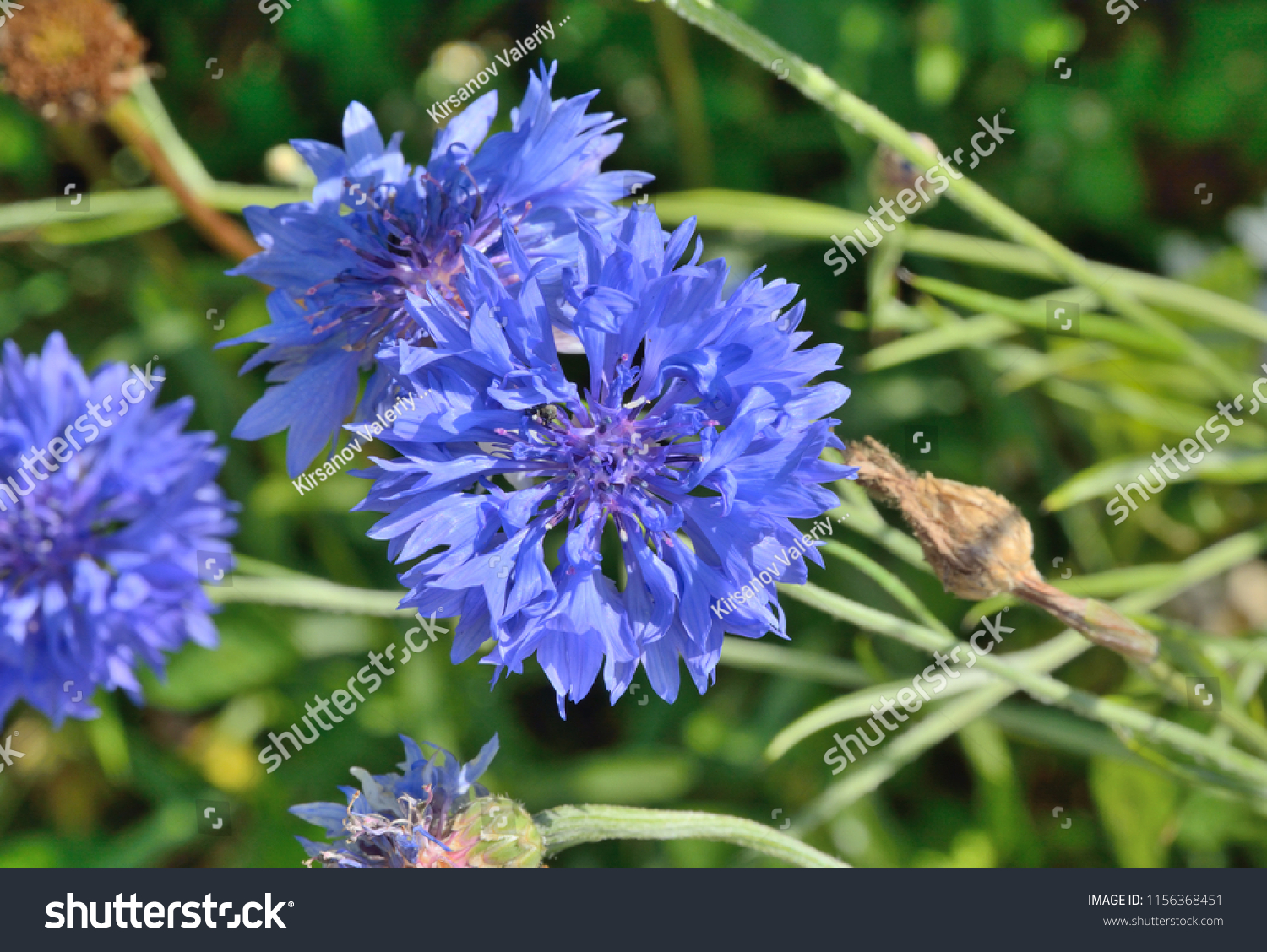 Close Flower Medicinal Herb Cornflower Centaurea Stock Photo 1156368451 ...