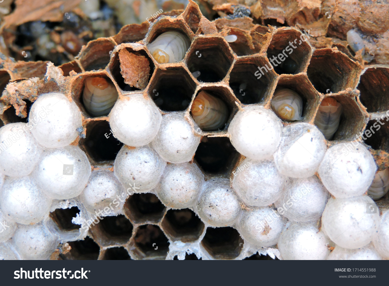 3,884 Hornet larvae Images, Stock Photos & Vectors | Shutterstock