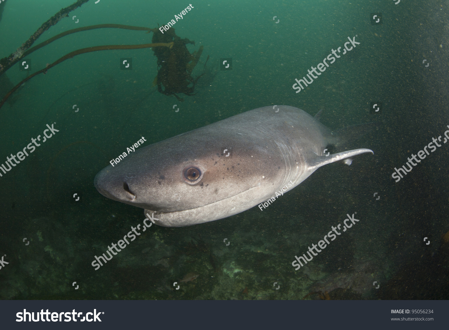 Close On Nosy Cow Shark Nearing Stock Photo 95056234 | Shutterstock