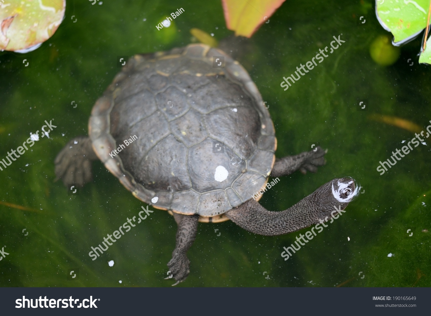 Close Shot Australian Murray River Turtle Stock Photo (Edit Now) 190165649