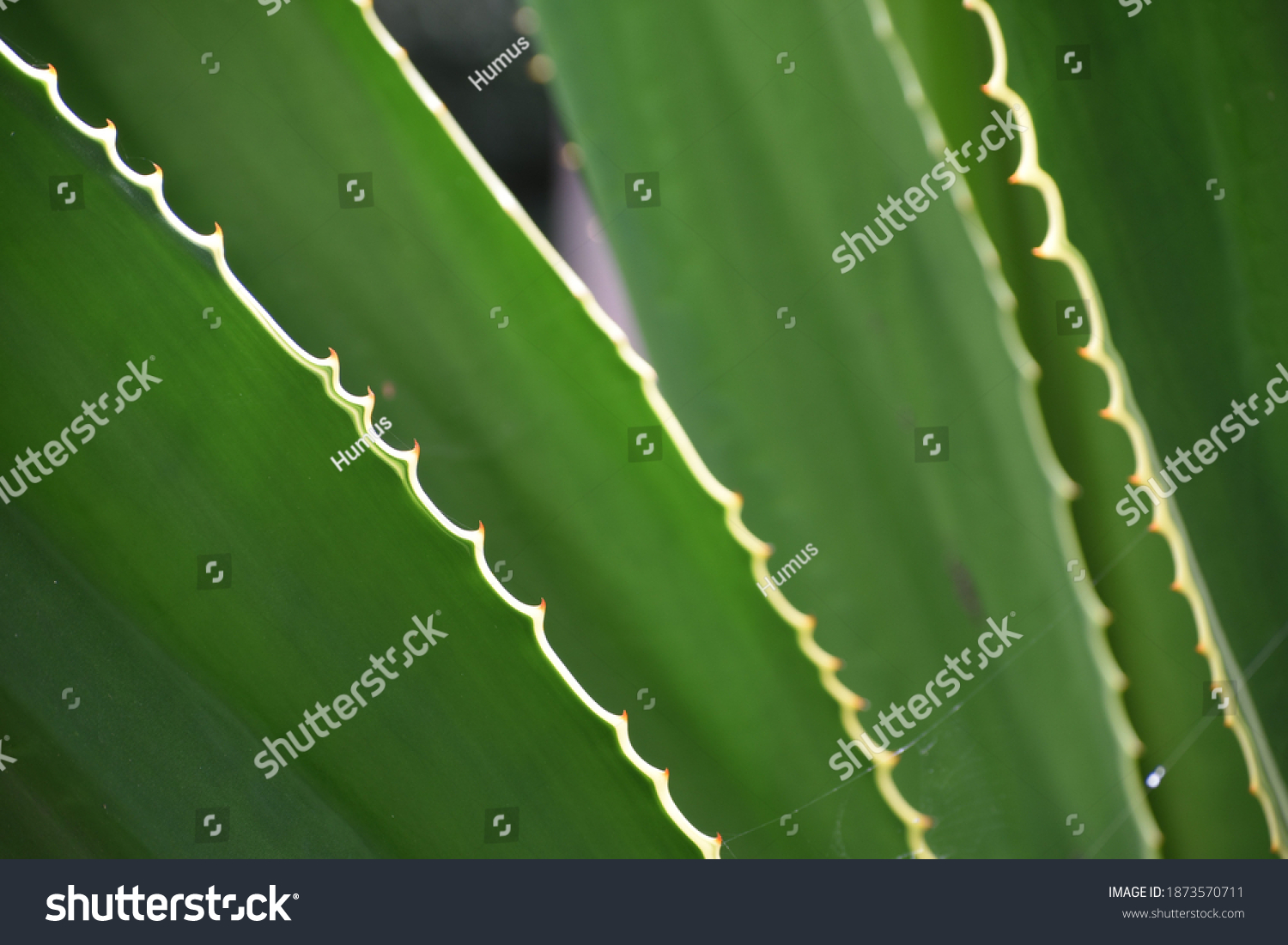 Closeup Image Agave Spines Stock Photo 1873570711 | Shutterstock