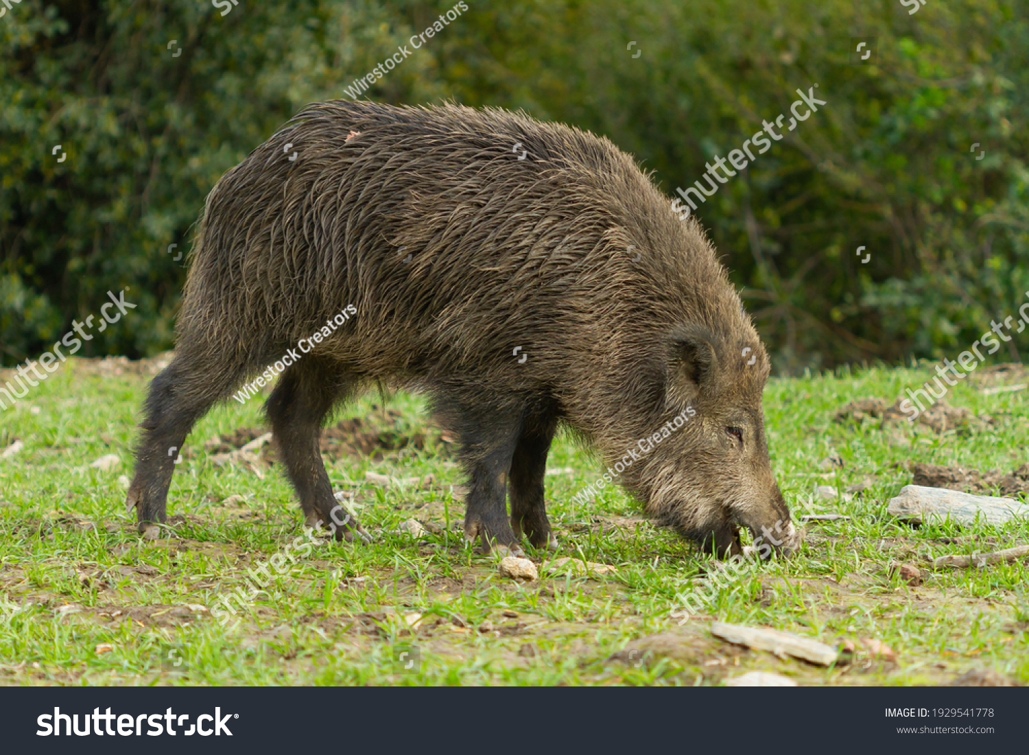 イノシシ 可愛い の画像 写真素材 ベクター画像 Shutterstock