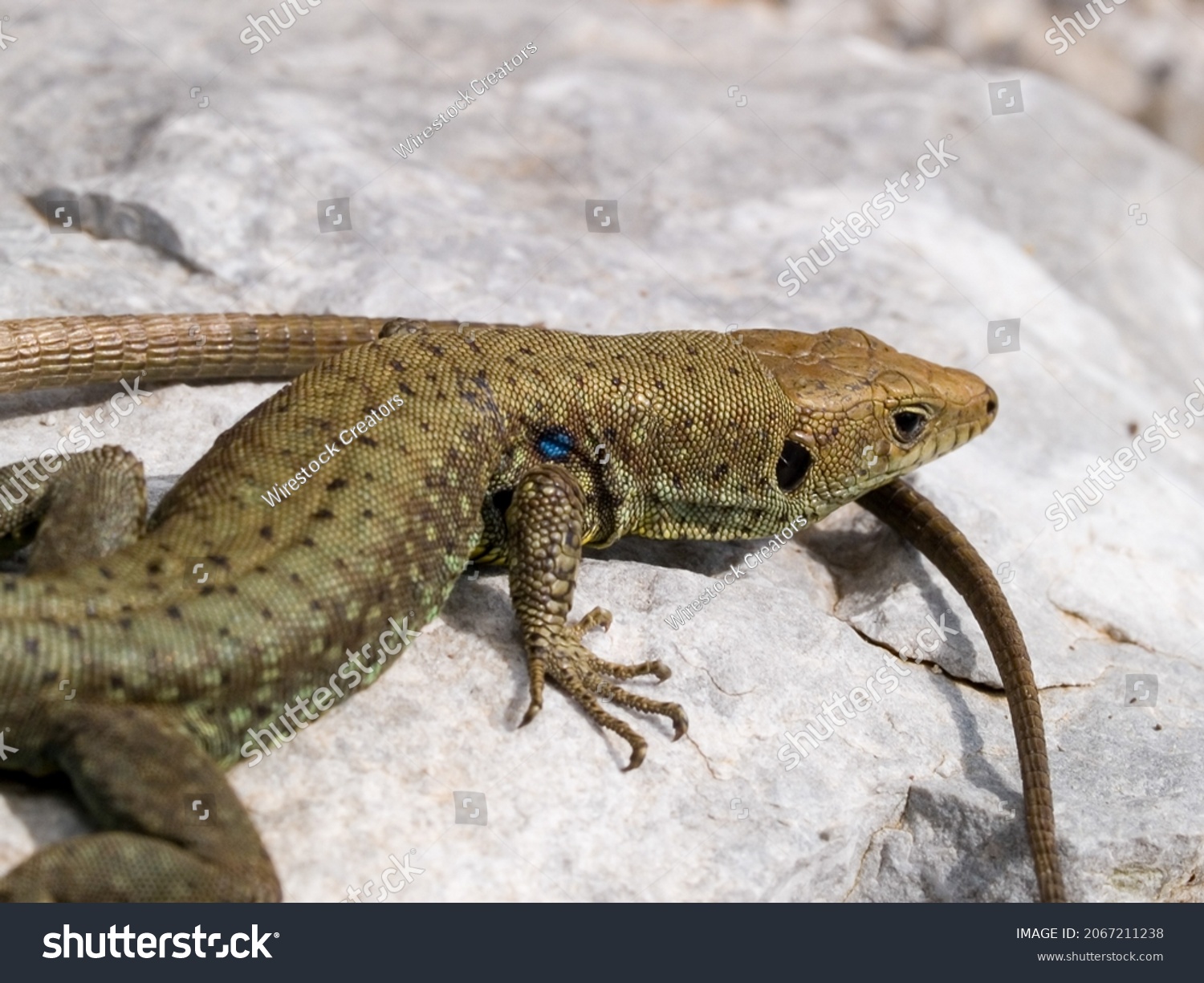 239 Greek rock lizard Images, Stock Photos & Vectors | Shutterstock