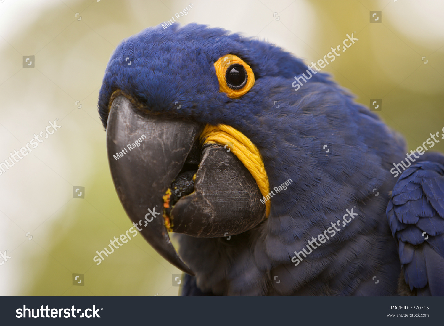 A Closeup Of The Head And Face Of A Hyacinth Macaw (Anodorhynchus ...