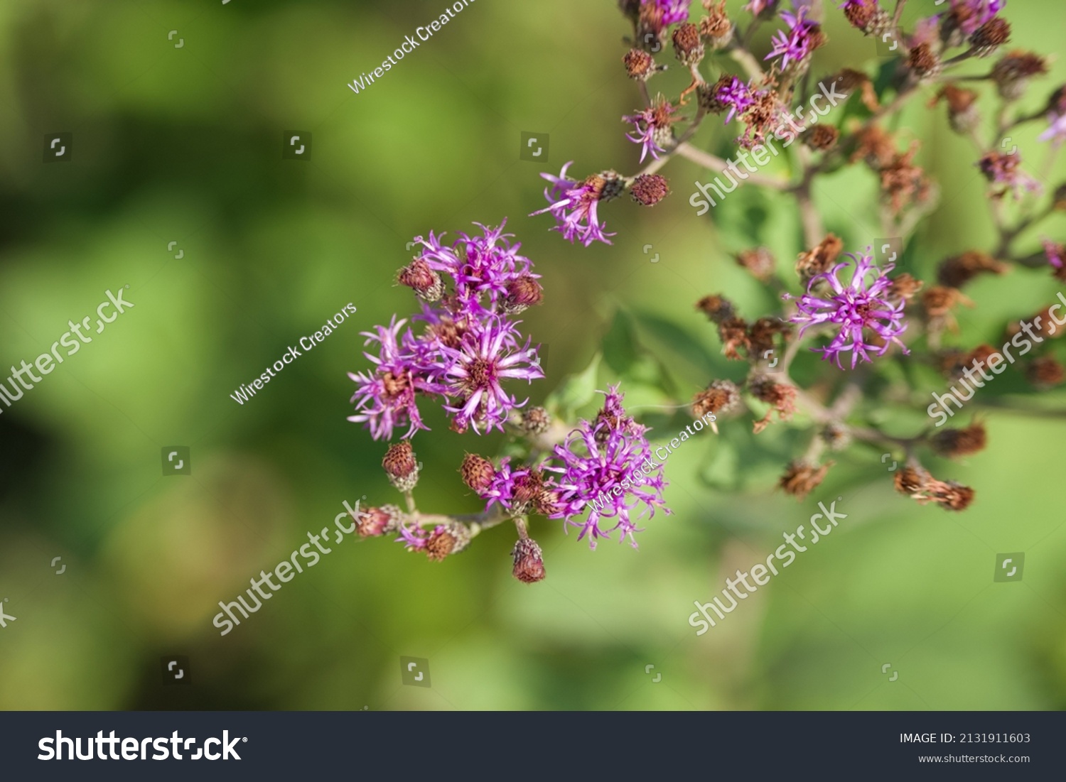 32 Vernonia noveboracensis Images, Stock Photos & Vectors | Shutterstock