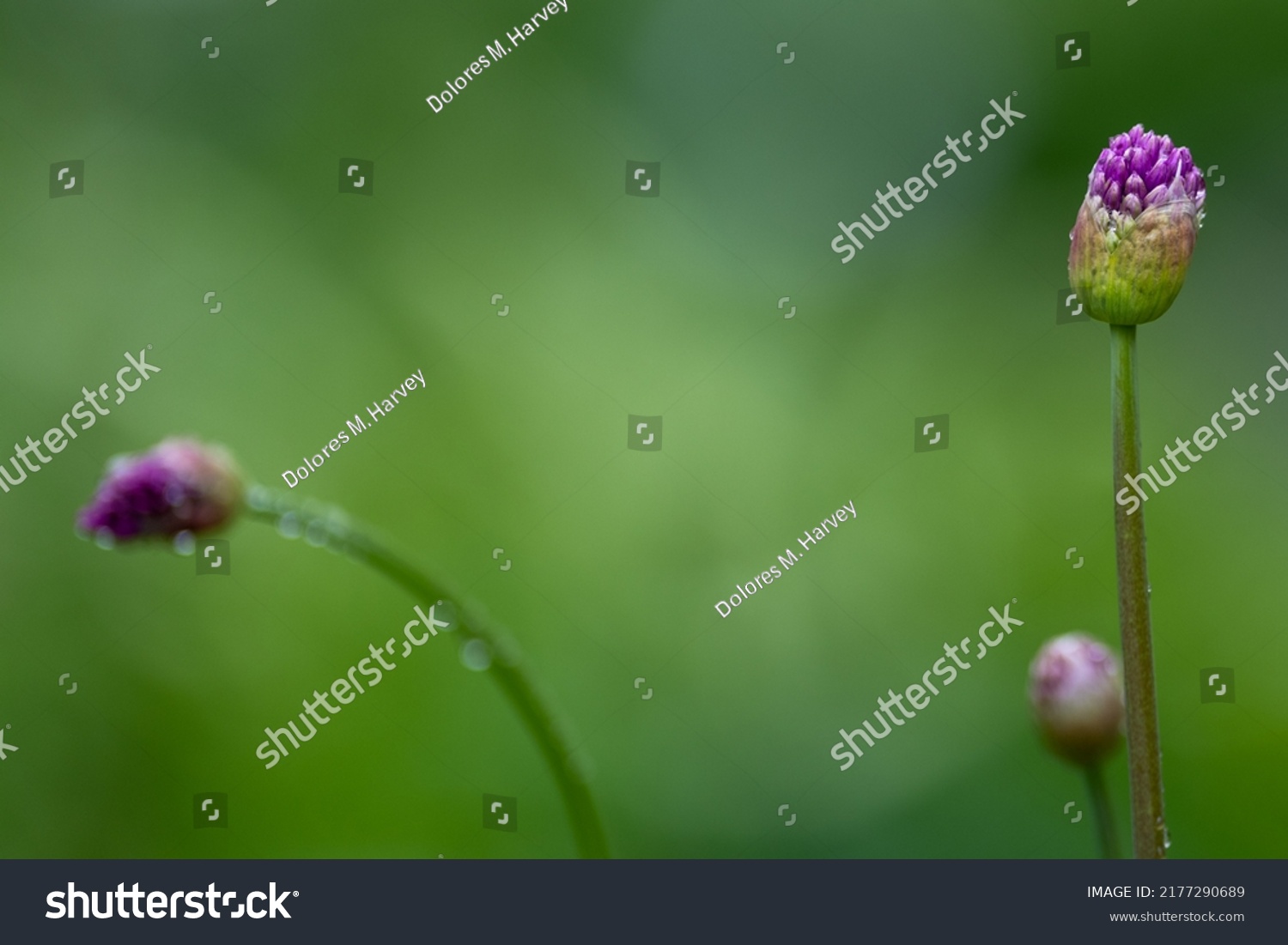 272 Allium pods Images, Stock Photos & Vectors | Shutterstock