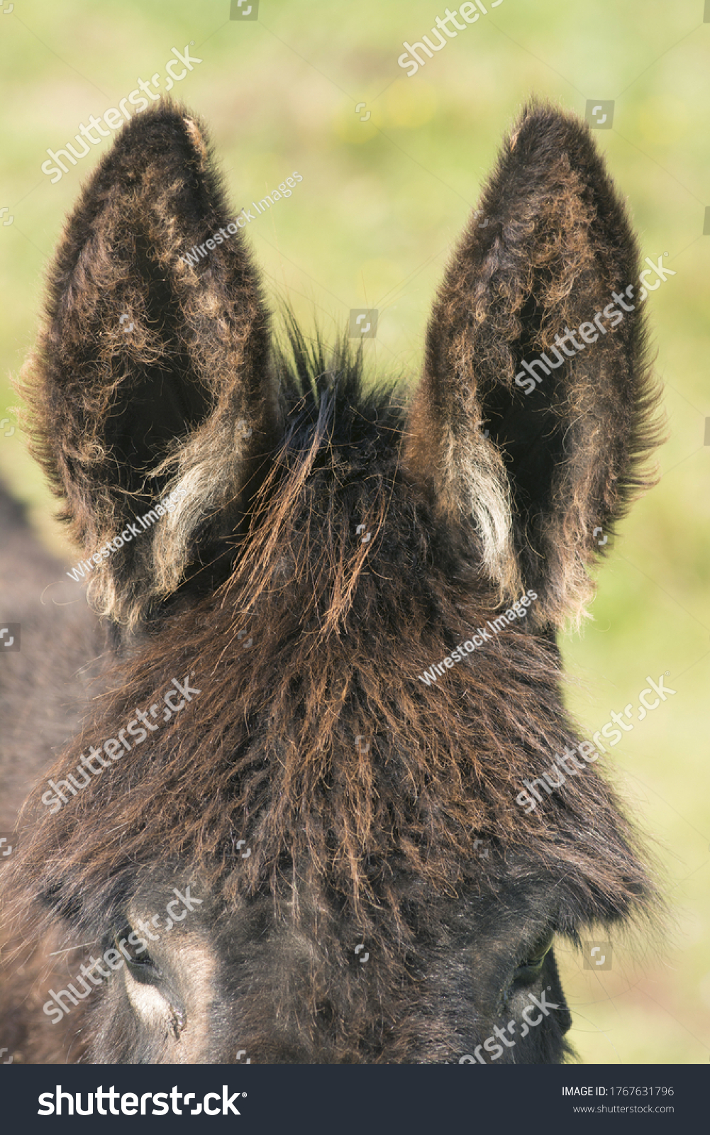Closeup Shot Donkeys Big Fluffy Ears Stock Photo 1767631796 